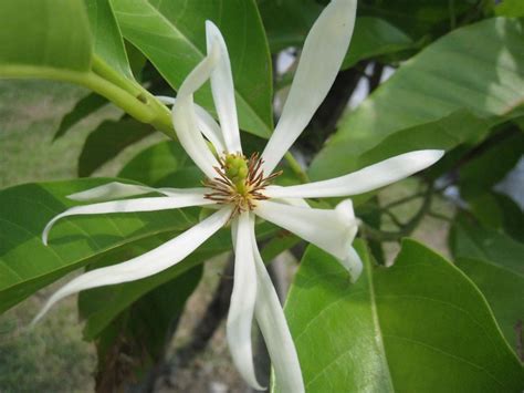 白玉蘭花種植禁忌|【白玉蘭花種植禁忌】在家栽種白玉蘭，風水禁忌一次看 – 葛鶴鈞。